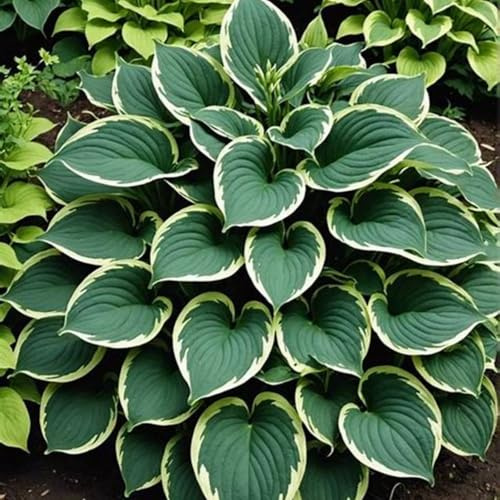 [HGJKYTFCDG] - Tubérculos de Hosta resistentes para comprar – Hosta perennes cebollas, ideal para plantar-4Tubérculos-C