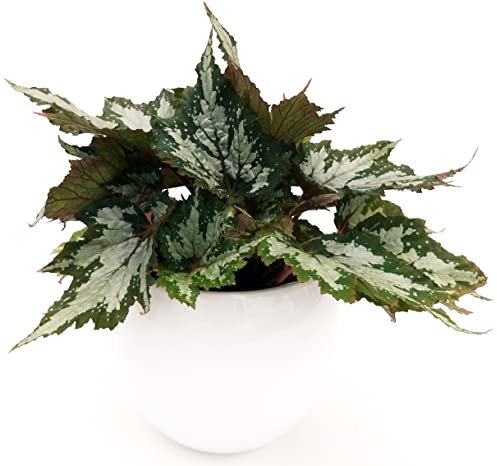 POWERS TO FLOWERS - BEGONIA REX ARGENTEA IN VASO CERAMICA SFERICO BIANCO, Vaso 13cm, pianta vera