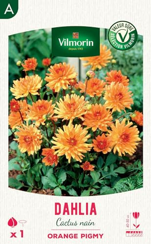 Dahlia Cactus nain Orange Pigmy (x1)