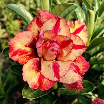La rose du désert est la vraie plante, qui et les jeunes locaux donnent plus de détails sur la pierre rose du désert qui donne le jour de San Valentino, qui brille dans le cortile-1,1Bulbi.