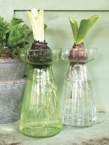 Clear Hyacinth Vase - Tall Glass Bud Vase, Spring Bulb Propagator Planter