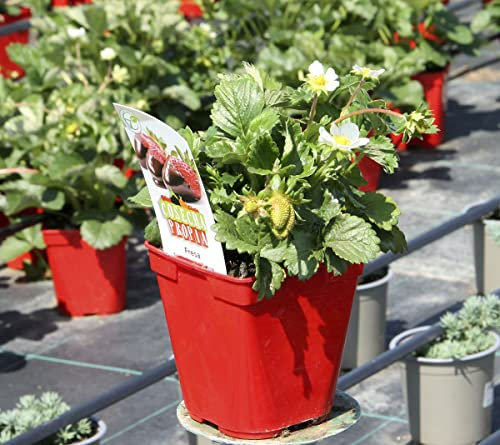 Planta de Fresa Natural en Producción Fragaria Fresas de Temporada Naturales para Huerto Urbano