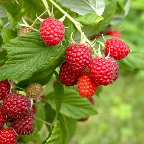 Himbeeren 1 Pflanze, Rubus idaeus, 2x Ernte im Jahr, volle Erträge, Himbeerpflanze, essbare Früchte, winterhart, pflegeleicht Gute Volle Ernten