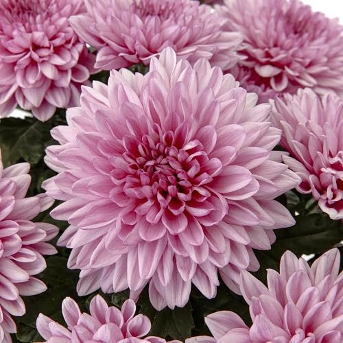 83pcs Pink Chrysanthemum Flower Seeds