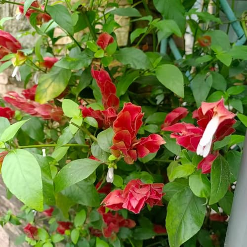 Beloperone guttata, winterharte für garten blühende sträucher winterhart wildblumen immergrüne winterharte sträucher nachhaltige geschenke balkonpflanzen 300Samen