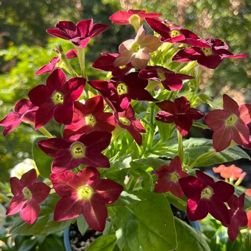 semi di tabacco, balcone, perenni resistenti giardino 35pcs