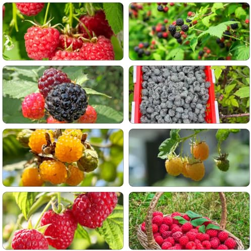 semillas de frambuesa frambuesas - semillas de interior orgánicas jardín rocas jardín en extremadamente resistentes comprar 45pcs