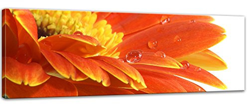Keilrahmenbild - Gerbera mit Wassertropfen - Bild auf Leinwand 120 x 40 cm - Leinwandbilder Bilder als Leinwanddruck Pflanzen & Blumen Blüten mit Wasserperlen