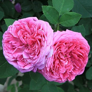 DUBU 50 Semi Heirloom Rosa Damascena Semi Cespuglio di Fiori