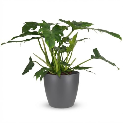 Philodendron - Philodendron Lacerum - Grön - Låg skötsel - med Potter Grey - 55-65cm - Ø19cm - Krukväxt - Vintergrön