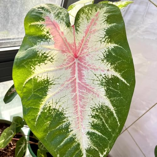 [HGJKYTFCDG] - Oreja de elefante Tubérculos Resistentes - Oreja de elefante Rizoma para Jardín, Ideal para plantar-10tubérculos-F