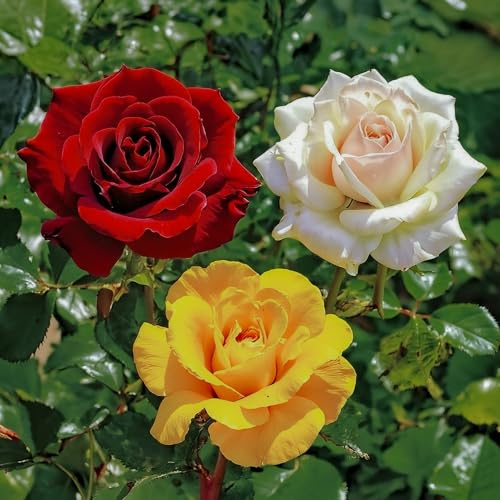 Colección de Rosas - Mezcla de 3 Plantas a Raíz Desnuda (amarilla/roja/blanca) - Resistente, Perenne, Calidad Neerlandesa para Jardín y Borduras
