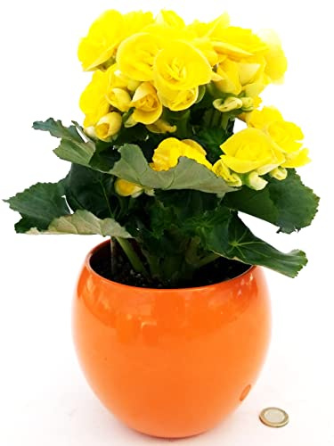 POWERS TO FLOWERS - BEGONIA GIALLA IN VASO CERAMICA SFERICO ARANCIO, pianta vera