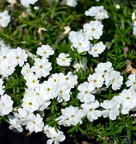 Hohe Flammenblume White Admiral - Phlox Paniculata - lebende Gartenpflanze aus den Baumschulen
