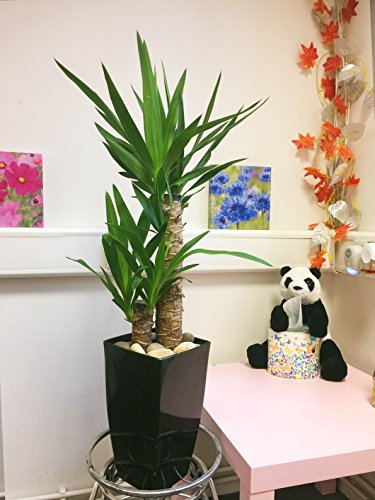 Evergreen Yucca 2 pots Milano Noir brillant