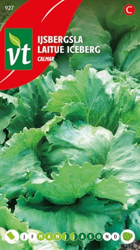 Semillas de calamar de lechuga - Manzana grande de hoja crujiente