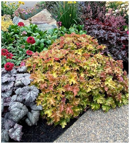 Stauden Gänge 3 x Heuchera Hybride 'Marmalade' Purpurglöckchen winterhart | Purpurner Bodendecker für Halbschatten bis Schatten, Blüte Juni bis August, mehrjährig, 1 L Topf (11x11 cm)