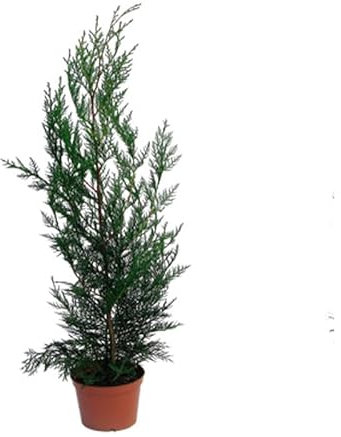 Ciprés - Árbol Natural de Crecimiento Rápido