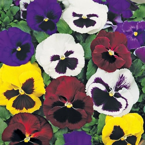 Pansy 'T&M Colossal Flowered Mixed' – Extra Large Velvety Flowers, Hardy Perennial Bedding & Container Plants, 1 x Packet 130 Seeds, by Thompson & Morgan
