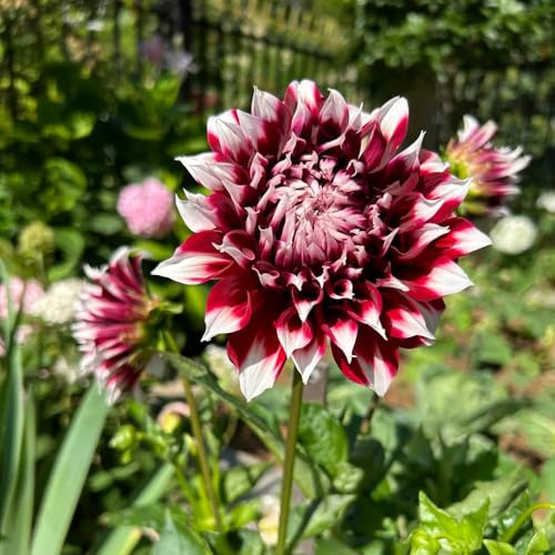 dalia decorazione semi di arrampicata semi selvatici perenni resistenti primavera giardino perenni resistenti 130pcs