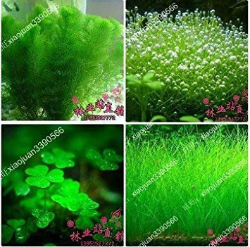 Mixed 100 Seeds/Pack Plants Fish Tank Aquarium Decoration Grass Seed Aquarium Plants Seeds