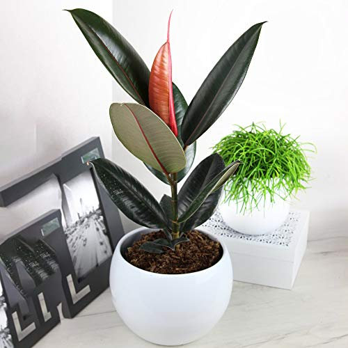 Ficus Abidjan - Pianta della Gomma | Pianta da Appartamento Sempreverde di Alta Qualità | 30-40 cm