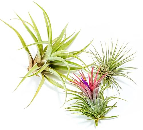 PLANDAIRE - PACK Plantas de Aire - Tillandsia Ionantha Rosada, Tillandsia Ionantha Verde, T. Capitata Peach - Plantas con flor naturales - Exterior e Interior (3)