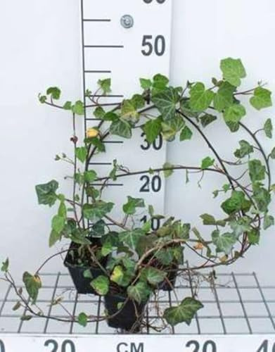 12 x Hedera helix Woerner - Edera Woerner - vaso 9x9 cm