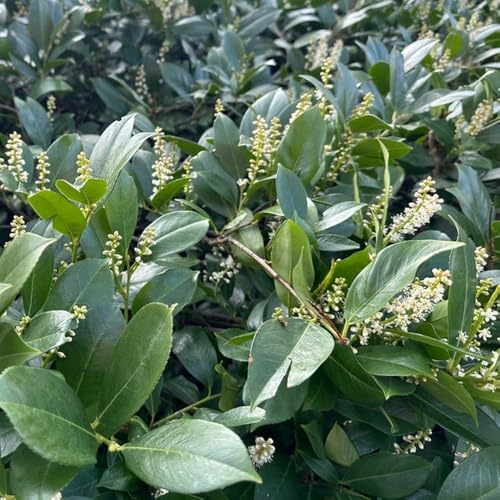 semi di alloro ciliegio - esterno rare da giardino interno esotiche balcone copertura del terreno 30pcs