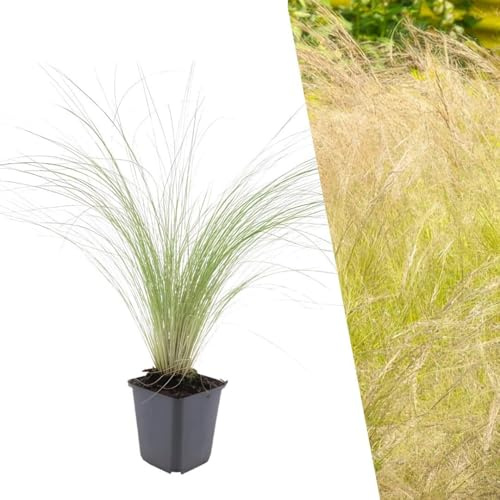 Plants by Frank Stipa Tenuissima Ponytails, 6x Federgras Pflanzen, Ø 9 cm | Zartes Federgras Pflanze, Bodendecker Winterhart Mehrjährig, Engelhaar Stauden, Gräser, Gartenpflanze, Topf 9 cm, Höhe: 15 cm