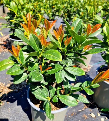 Prunus Laurocerasus Titan in Vaso 19 cm – Lauroceraso Nano Sempreverde per Bordure e Siepi Basse – Pianta Ornamentale Compatta da Esterno