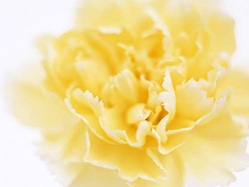 PREMIER SEEDS DIRECT - Carnation - CHABAUD Marie Yellow - 350 Finest Seeds