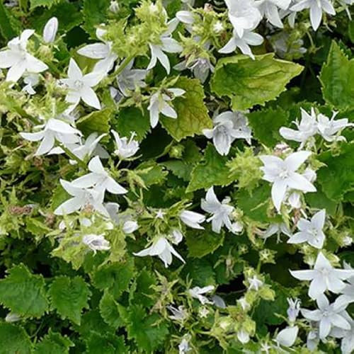 6 x Hängepolster Glockenblume 'E.H. Frost' - Campanula Posch. 'E.H. Frost' Topf 9x9cm: Blaue Blüten, hängender Wuchs, perfekt für Ampeln.