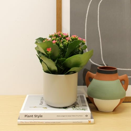 Carbeth Plants - 1 x Pink Real Kalanchoe Indoor Plant Flaming Katy in 10.5cm Pot - Low Maintenance Live Flowering Succulent Houseplant - Easy to Care Ideal for Home or Office (Pink, 1 Plant)