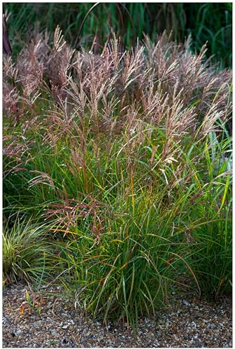 Stauden Gänge 1 x Miscanthus sinensis 'China' Chinaschilf winterhart