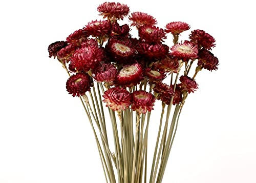 MIHUAGE Dried Flower 40PCS Daisy Bouquet 100% Natural Chrysanthemum Dry Flower with Stem for Vase Home décor Party DIY Arrangement Wheat Straw Bulk (Burgundy)