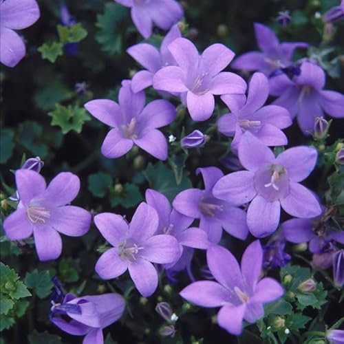 Campanula muralis 'Major' – Low-Growing Perennial with Violet-Blue Flowers, Ideal for Ground Cover & Rock Gardens – by Park Farm Plants (1 x 9cm Pot)