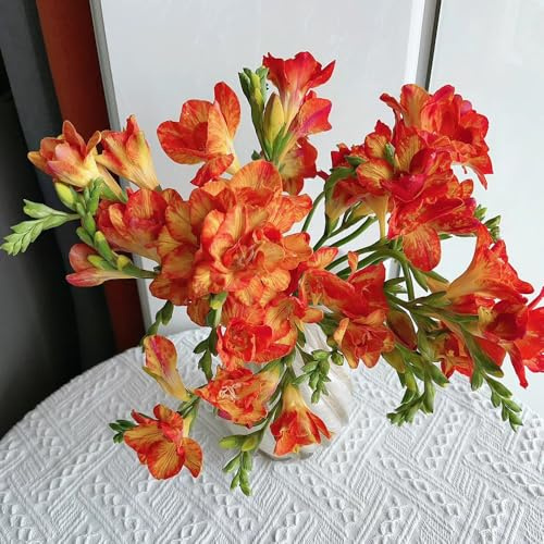 bulbos de flores de fresia Plantas resistentes en macetas, flores para balcones. bulbos de fresia flores silvestres flores de balcón, decoración de plantas bulbos de flores de 6pcs