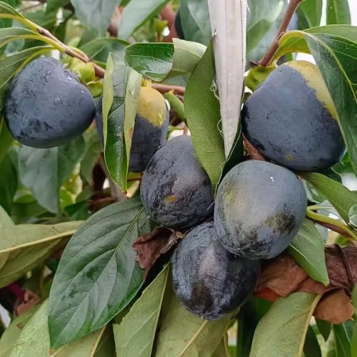 kakibaum obstbäume spalierobst obstpflanzen bonsai topf hochbeet balkon kaki säulenobst zwergobstbäume dekopflanzen deko büro pflanztopf steingartenpflanzen topfpflanzen draußen 15samen