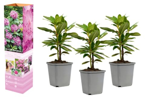 Rhododendron Mischung winterharte Rhododendren 20–38 cm im 9 cm Topf immergrüne Blütensträucher für Garten und Schattenbeet (6, 'Roseum Elegans' - Rosa)