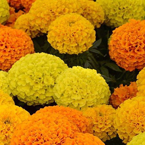 African Marigold Flower Garden Seeds - Taishan Series F1 - Mix - 100 Seeds - Annual Flower Gardening Seed - Tagetes erecta