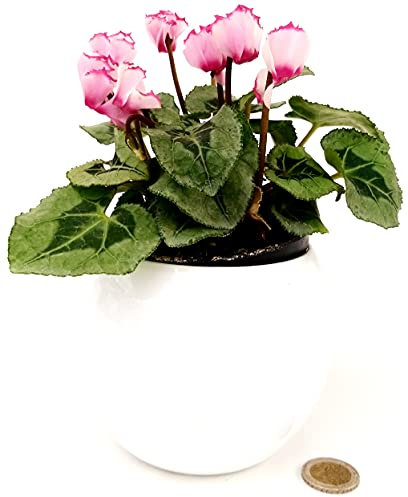POWERS TO FLOWERS - CICLAMINO PROFUMATO DI MONTAGNA, IN VASO CERAMICA BIANCO SFERICO vaso 11cm, piante vere