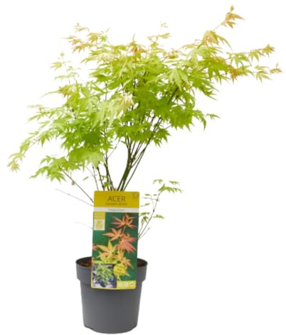 Verdecora Arce Japonés | Acer Palmatum | Planta natural de exterior | Arbusto o árbol para jardín | Colores llamativos (Maceta 3L)