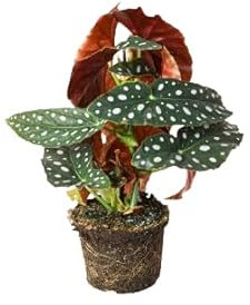 Begonia Maculata Planta Natural Resistente y de Fácil Cuidado