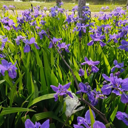 Semi di Iris tectorum Le da giardino sono resistenti Gli iris sono perenni resistenti, giardino roccioso sono 600pcs