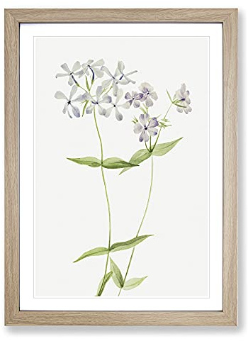 Blue Phlox by Mary Vaux Walcott Framed Print | A2 Oak Framed Wall Art | Ready to Hang | Modern Nature Picture | Living Room Bedroom Lounge Office