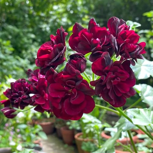 stehende geranien, pelargonium blumenwiese mehrjährig, herbst deko frühlingsblume, winterhart blumendeko 350samen