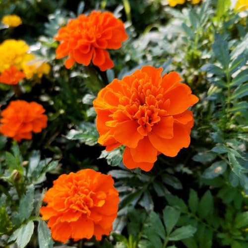 ringelblumensamen bio, outdoor zimmerpflanzen gewächshaus balkon hochbeet mehrjährig winterhart 150pcs