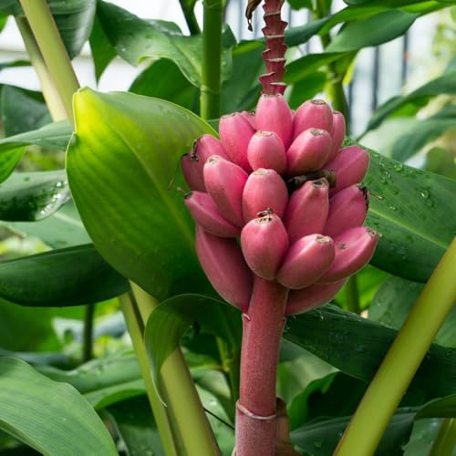 bananensamen bananenbaum topfpflanzen draußen winterhart blühend bananen hochbeet bonsaibaum zimmerpflanzen für sonnige plätze nachhaltige geschenke anzucht grünpflanzen zimmerpflanzen 350samen