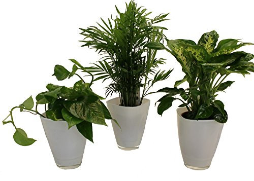 Dominik Blumen und Pflanzen, Tropic-Trio, Efeutute Zimmerpalme mit Dieffenbachia und Dekotopf, weiß
